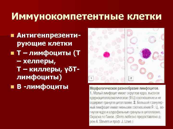 Иммунокомпетентные клетки Антигенпрезентирующие клетки n Т – лимфоциты (Т – хелперы, Т – киллеры,