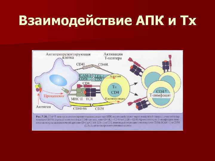 Взаимодействие АПК и Тх 