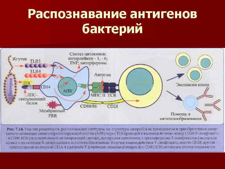 Распознавание антигенов бактерий 