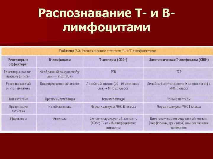 Распознавание Т- и Влимфоцитами 