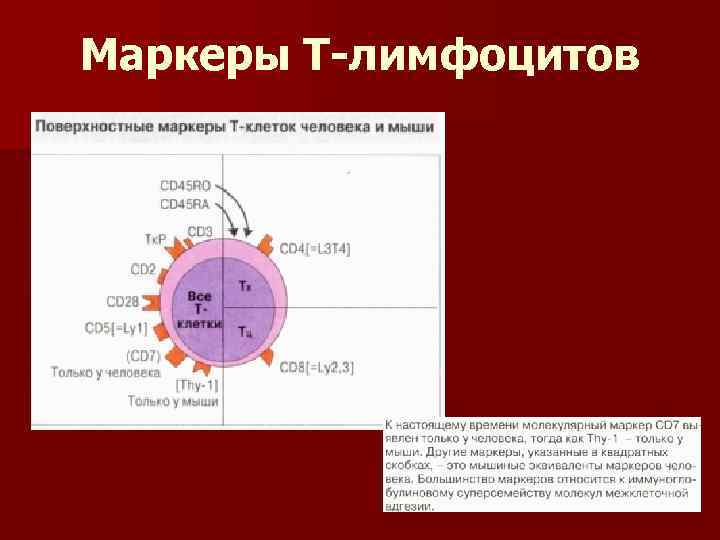 Маркеры Т-лимфоцитов 