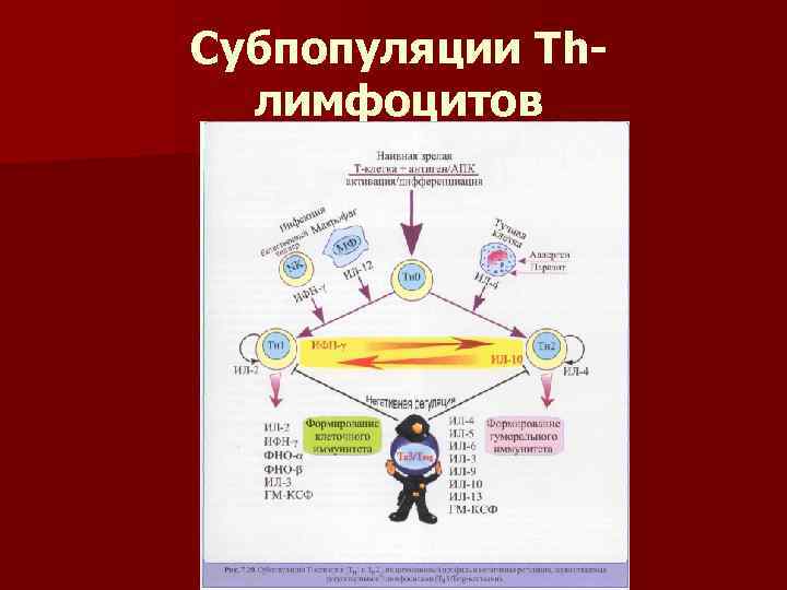 Субпопуляции Thлимфоцитов 