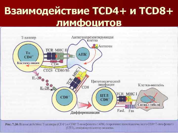 Взаимодействие ТCD 4+ и TCD 8+ лимфоцитов 