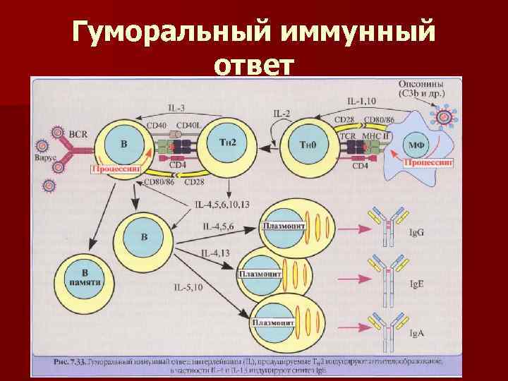 Гуморальный иммунный ответ 