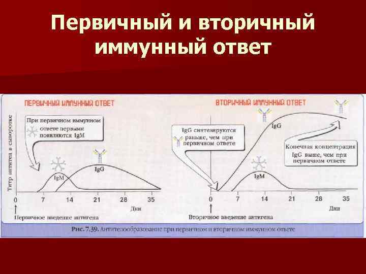 Первичный и вторичный иммунный ответ 