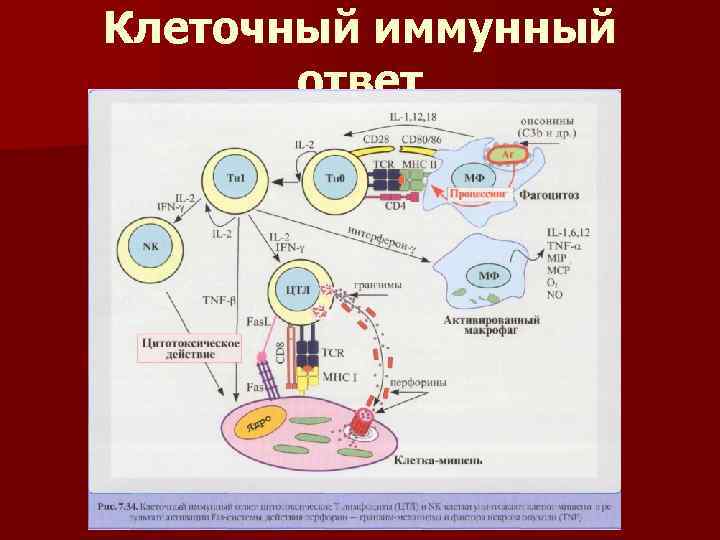 Клеточный иммунный ответ 