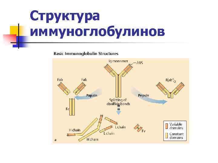 Структура иммуноглобулинов 