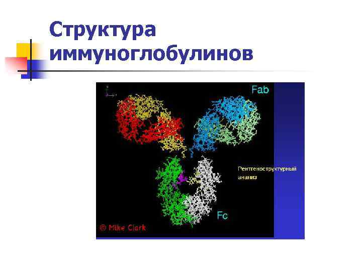 Структура иммуноглобулинов 