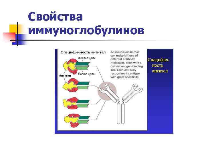 Свойства иммуноглобулинов 