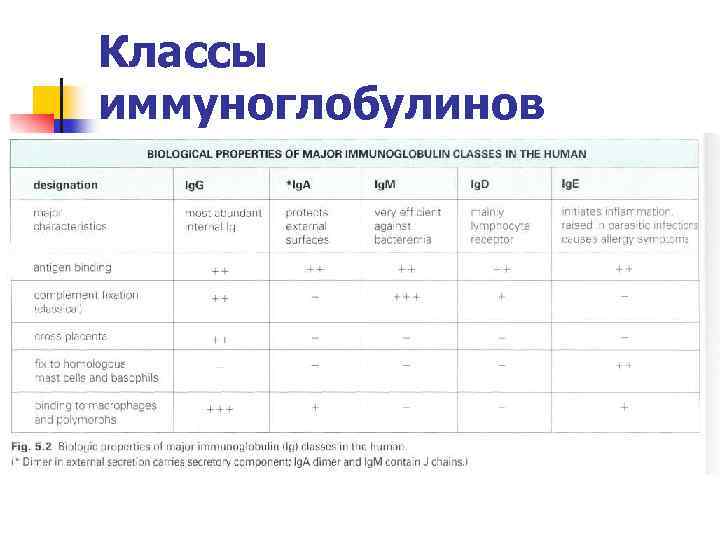 Классы иммуноглобулинов 
