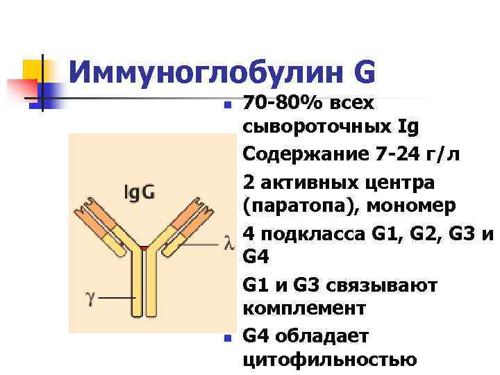 Иммуноглобулин G n n n 70 -80% всех сывороточных Ig Содержание 7 -24 г/л