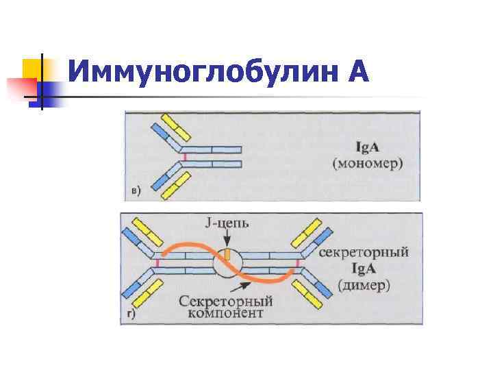 Иммуноглобулин А 