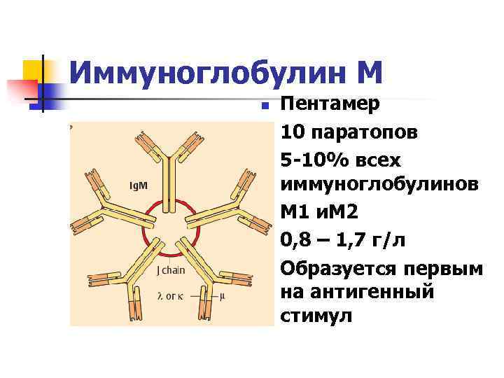 Иммуноглобулин М n n n Пентамер 10 паратопов 5 -10% всех иммуноглобулинов М 1