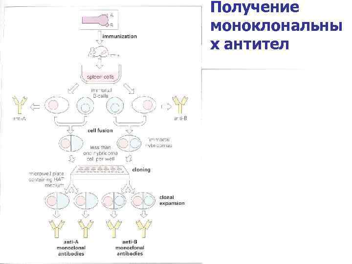 Получение моноклональны х антител 