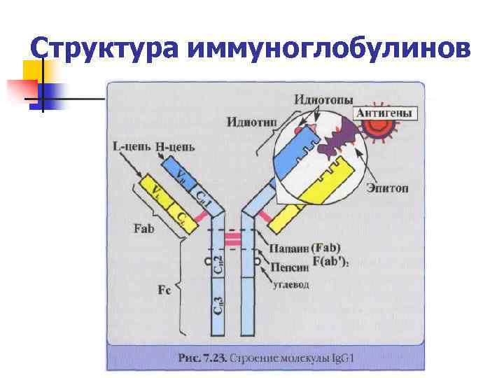 Структура иммуноглобулинов 
