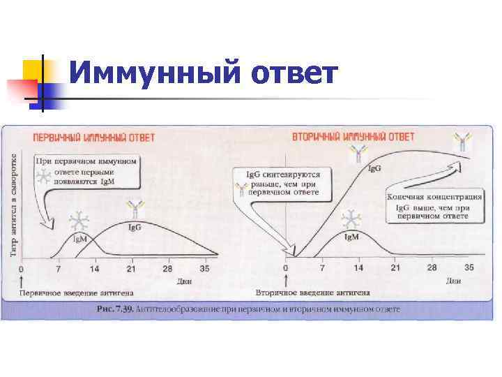 Иммунный ответ 