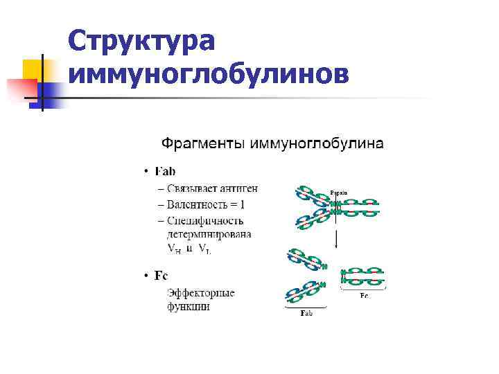 Структура иммуноглобулинов 
