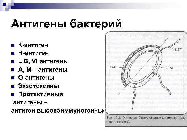 Антигены бактерий К-антиген n Н-антиген n L, B, Vi антигены n А, М –