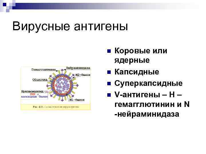 Вирусные антигены n n Коровые или ядерные Капсидные Суперкапсидные V-антигены – Н – гемагглютинин