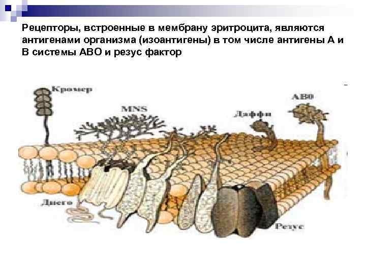 Рецепторы, встроенные в мембрану эритроцита, являются антигенами организма (изоантигены) в том числе антигены А