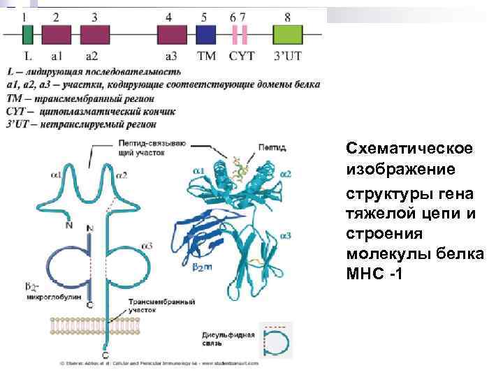  Схематическое изображение структуры гена тяжелой цепи и строения молекулы белка МНС -1 