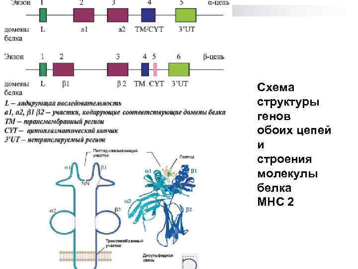  Схема структуры генов обоих цепей и строения молекулы белка МНС 2 