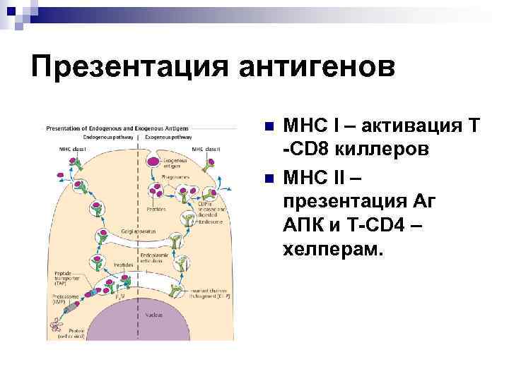 Презентация антигенов n n МНС I – активация Т -CD 8 киллеров МНС II