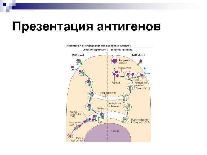 Презентация антигенов 