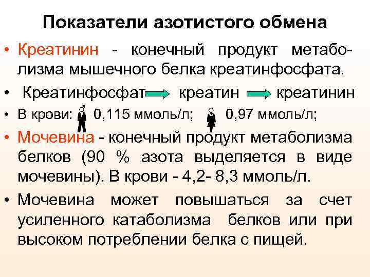 Показатели азотистого обмена • Креатинин - конечный продукт метаболизма мышечного белка креатинфосфата. • Креатинфосфат