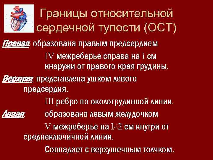 Границы относительной сердечной тупости (ОСТ) Правая: образована правым предсердием IV межреберье справа на 1