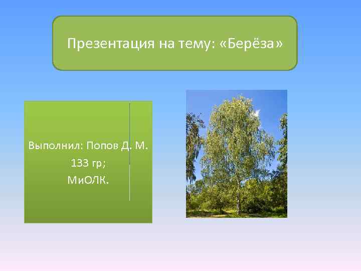 Презентация на тему: «Берёза» Выполнил: Попов Д. М. 133 гр; Ми. ОЛК. 
