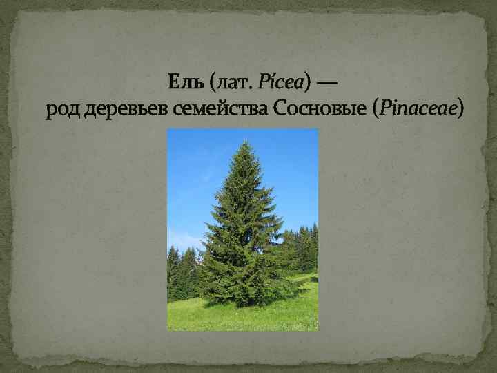 Ель (лат. Pícea) — род деревьев семейства Сосновые (Pinaceae) 