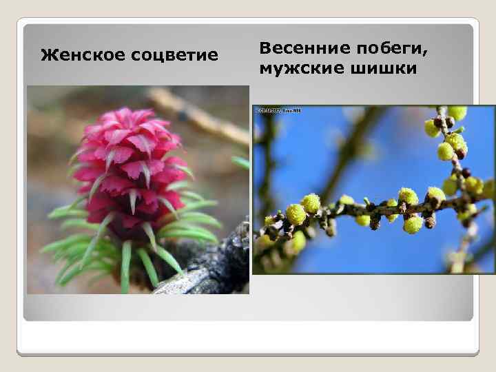 Женское соцветие Весенние побеги, мужские шишки 