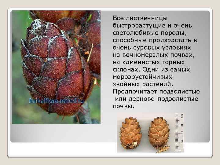 Все лиственницы быстрорастущие и очень светолюбивые породы, способные произрастать в очень суровых условиях на