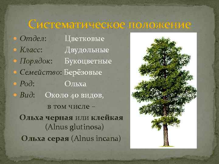 Систематическое положение Отдел: Цветковые Класс: Двудольные Порядок: Букоцветные Семейство: Берёзовые Род: Ольха Вид: Около