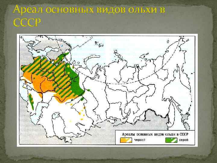 Ареал основных видов ольхи в СССР 