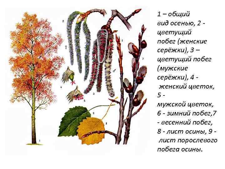 1 – общий вид осенью, 2 - цветущий побег (женские серёжки), 3 – цветущий