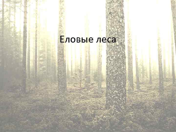 Еловые леса 