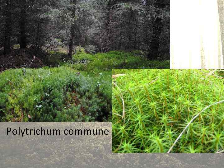 Polytrichum commune 