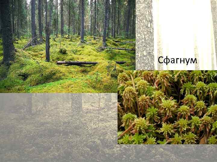 Cфагнум 