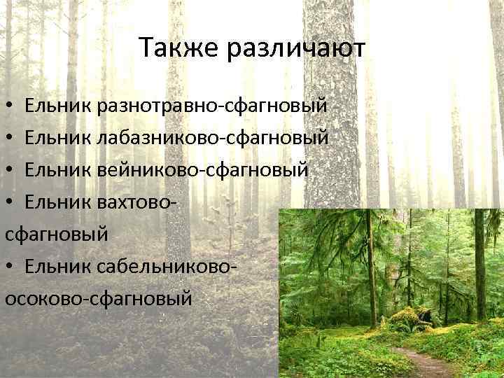 Диктант еловый лес 3 класс