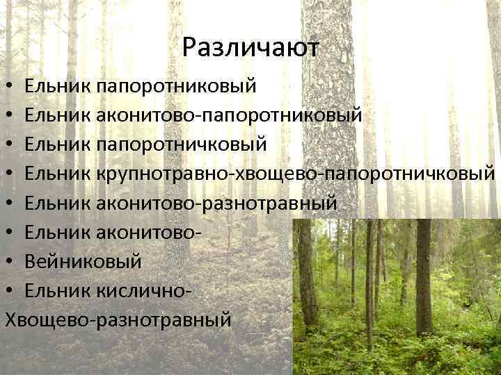 Различают • Ельник папоротниковый • Ельник аконитово-папоротниковый • Ельник папоротничковый • Ельник крупнотравно-хвощево-папоротничковый •