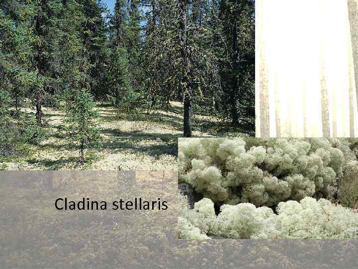 Cladina stellaris 