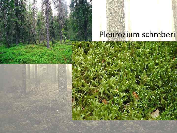 Pleurozium schreberi 