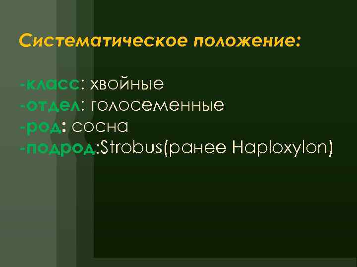 Систематическое положение: -класс: хвойные -отдел: голосеменные -род: сосна -подрод Strobus(ранее Haploxylon) 