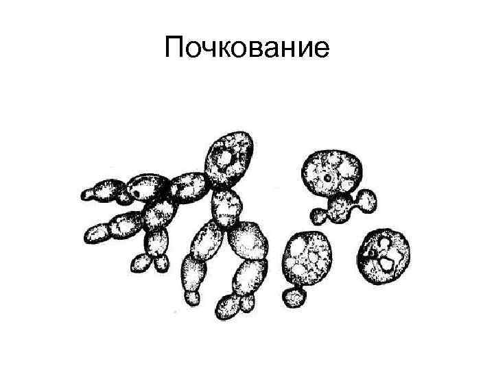 Рассмотрите рисунок с изображением дрожжей какое. Почкование дрожжей бесполое размножение. Размножение дрожжей почкованием рисунок. Дрожжи грибы почкование. Бесполое размножение почкование рисунок.