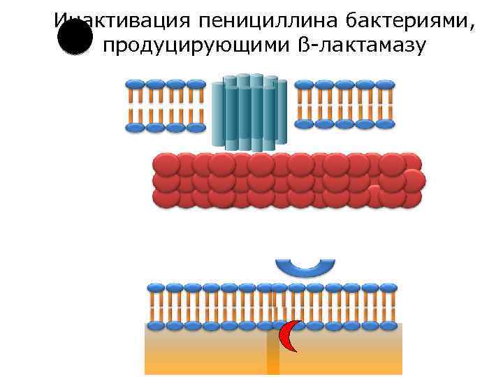 Инактивация пенициллина бактериями, продуцирующими ß-лактамазу 