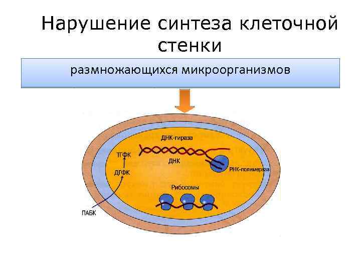 Нарушение синтеза клеточной стенки размножающихся микроорганизмов β лактамы 