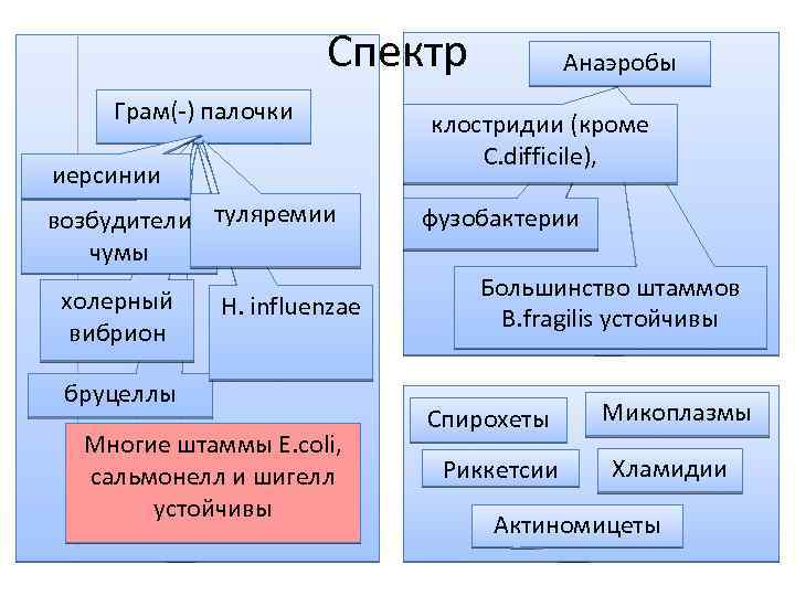 Спектр Грам(-) палочки иерсинии возбудители туляремии чумы холерный вибрион H. influenzae бруцеллы Многие штаммы