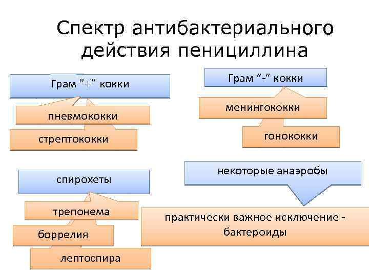 Спектр антибактериального действия пенициллина Грам ” ” кокки пневмококки стрептококки спирохеты трепонема боррелия лептоспира